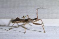 Nagusta goedelii