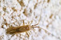 Miridius quadrivirgatus