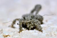 Reduvius personatus