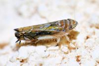Scaphoideus titanus