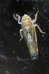 Scaphoideus titanus