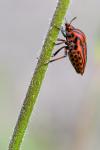 Graphosoma italicum