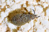 Aradus cinnamomeus