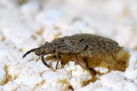 Aradus cinnamomeus
