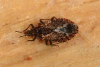 Aradus betulae