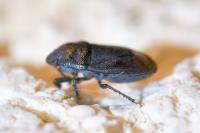Ochetostethus