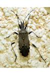 Dicranocephalus agilis