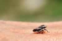 Philaenus spumarius