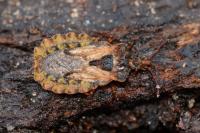 Aradus conspicuus