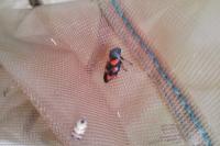 Cercopis vulnerata