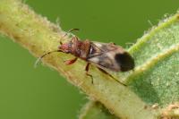 Oxycarenus modestus