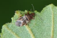 Oxycarenus modestus