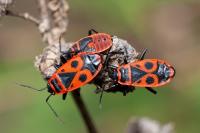 Pyrrhocoris apterus