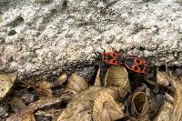 Pyrrhocoris apterus