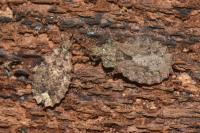 Aradus conspicuus