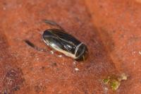 Cymatia coleoptrata