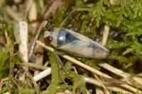 Notonecta viridis
