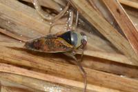 Notonecta maculata