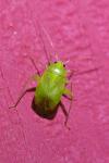 Apolygus spinolae