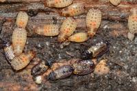 Aneurus laevis
