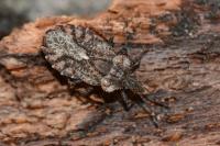 Aradus betulae