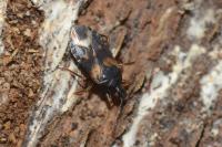 Lyctocoris dimidiatus