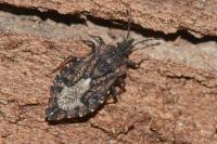 Aradus betulae