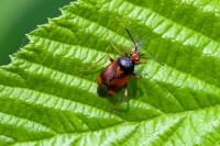 Deraeocoris ruber