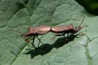 Coreus marginatus