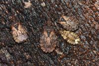 Aradus conspicuus