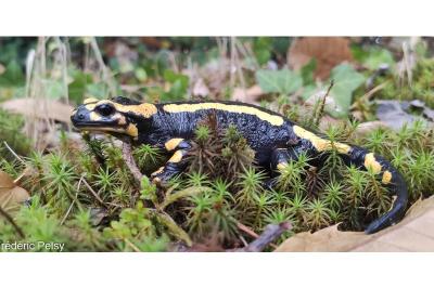 Salamandre tachetée 