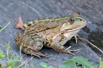 Grenouille verte 