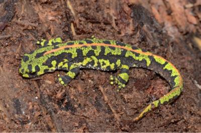 Triturus marmoratus