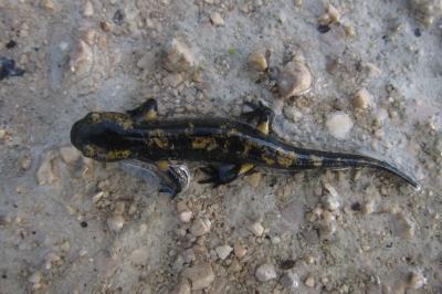 Salamandre tachetée 