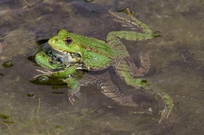 Grenouille verte 