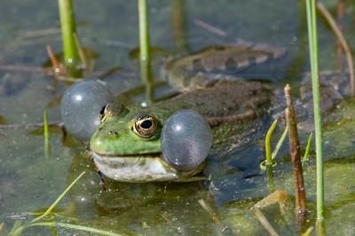 Pelophylax kl. esculentus