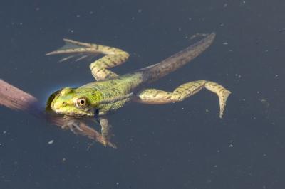 Grenouille verte 