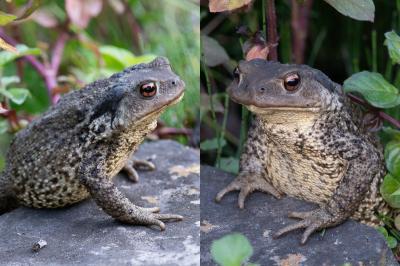 Crapaud épineux 
