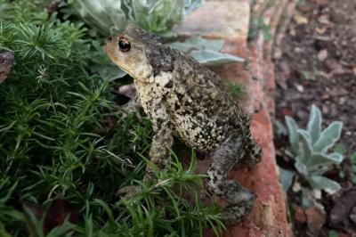 Crapaud épineux 