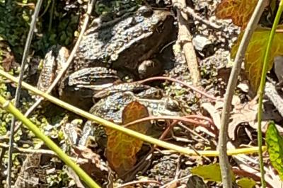 Grenouille verte 