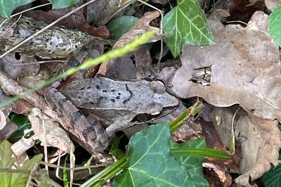 Grenouille agile 