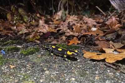 Salamandre tachetée 