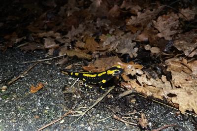 Salamandre tachetée 