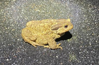 Crapaud épineux 