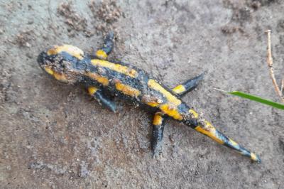 Salamandre tachetée 