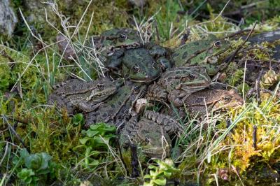 Pelophylax kl. esculentus