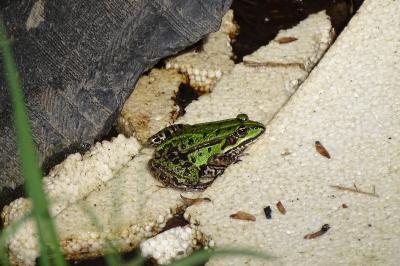 Grenouille verte 