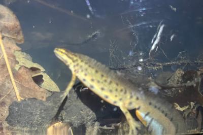 Triton ponctué 