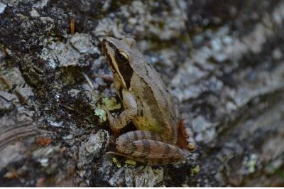 Grenouille agile 