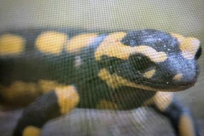 Salamandre tachetée 